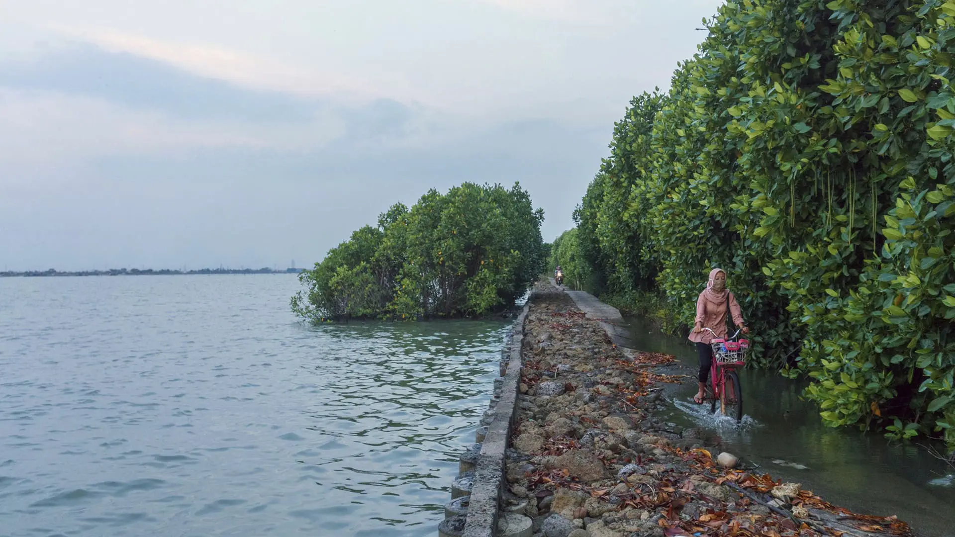 A Woman On Her Way Home From Work, Cycling Along A Path That Is Flooded Every Day By Rising Sea Levels, In Demak, Indonesia.