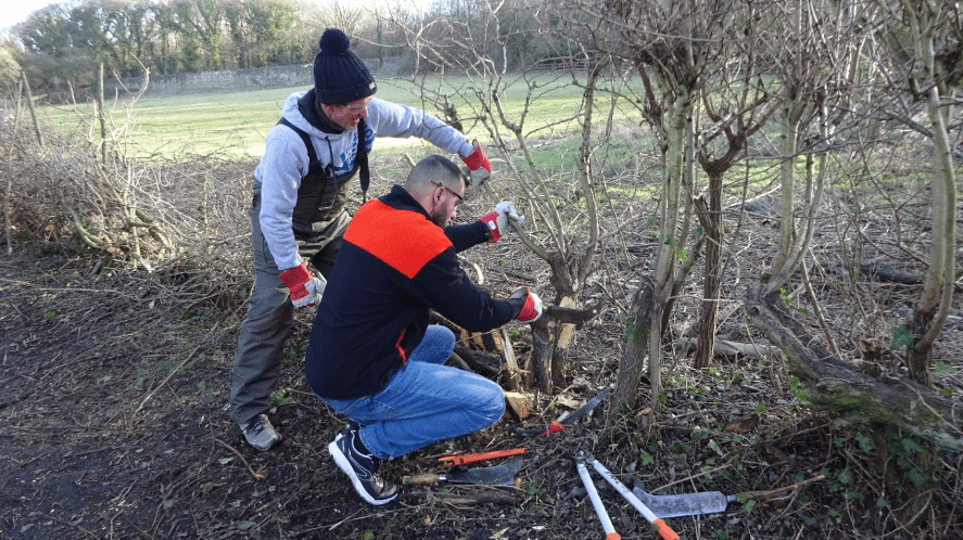 Barnsley Museums – corporate volunteer group learning to hedge lay.