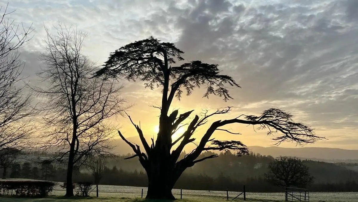 Nature at dusk