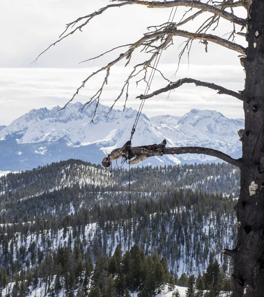 Photograph of a person leaning backwards at the end of the branch of a tree - they are wearing a harness and a helmet. Snowy mountains in the background.