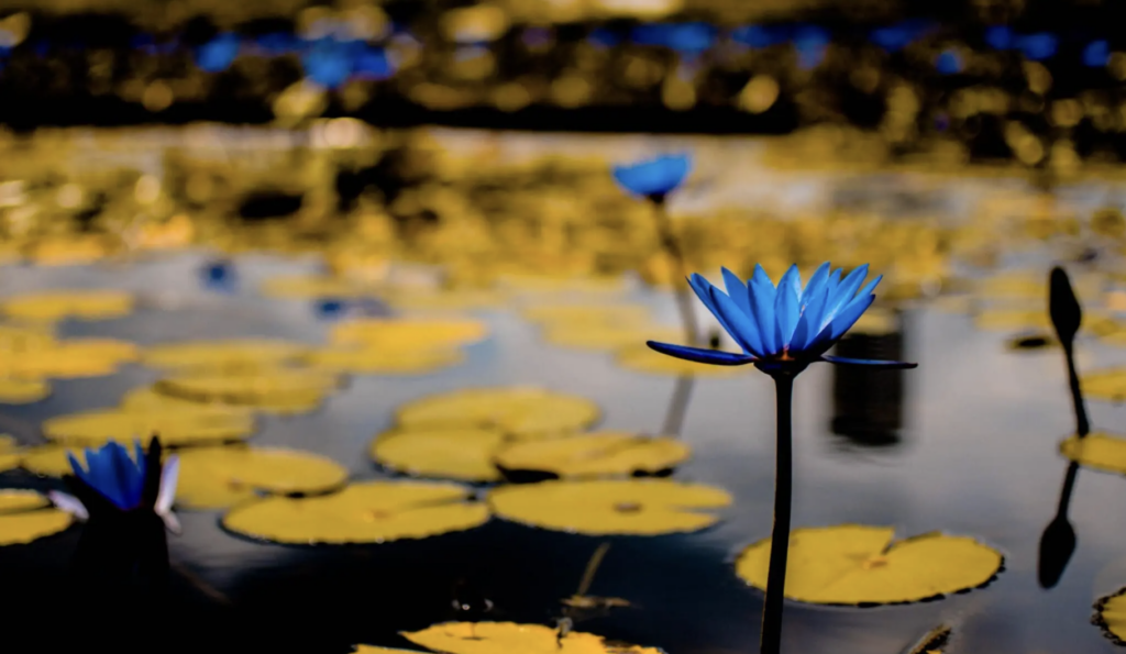 a lotus lake with blue lotus flowers springing up