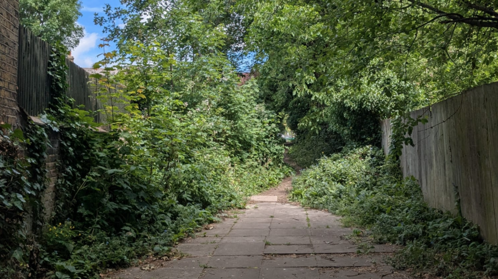 An overgrown urban alleyway
