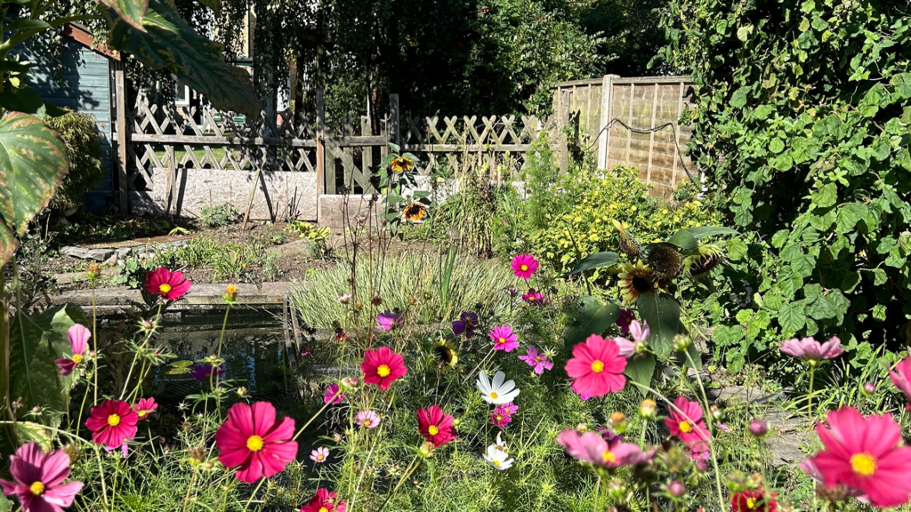 A colourful garden