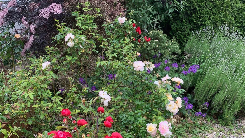 A garden border full of flowers