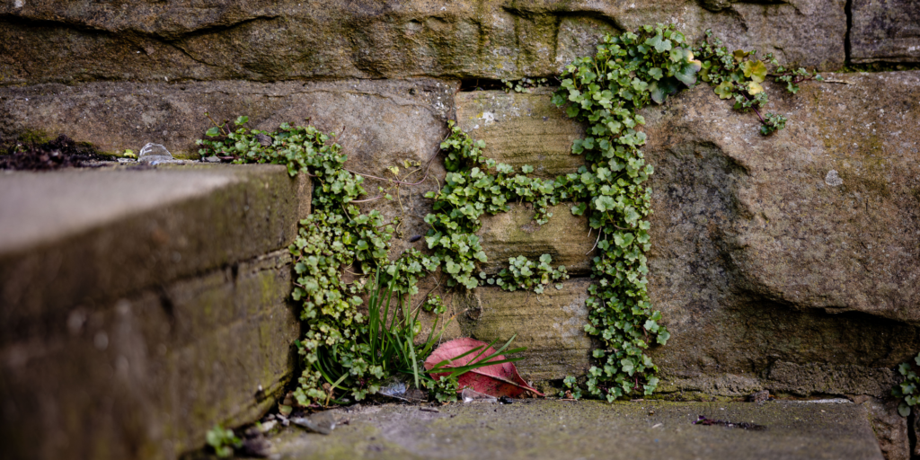 A sole red leaf sits against an ivy-covered wall
