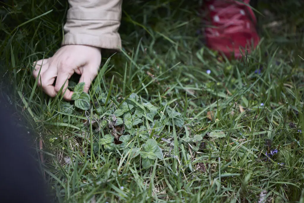 Someone touching the grass